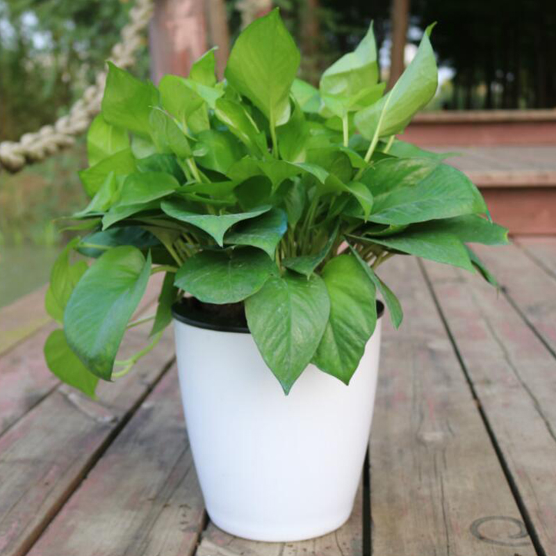 Vaso de Flores Automático Lazy - Desk Setup Plant avaliação e preço